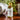 Zen Detox Massage Oil - My Green Space